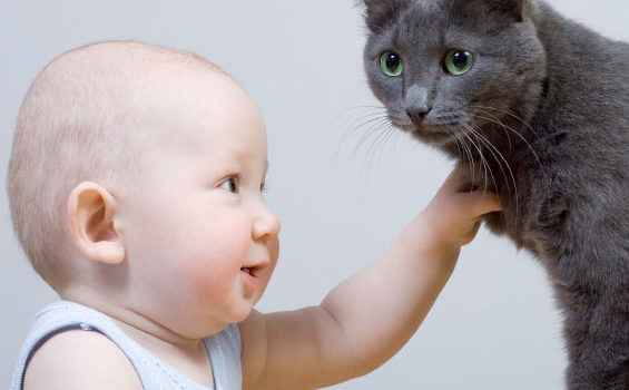 chat et bébé