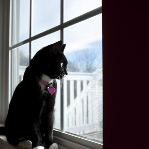 chat à la fenêtre