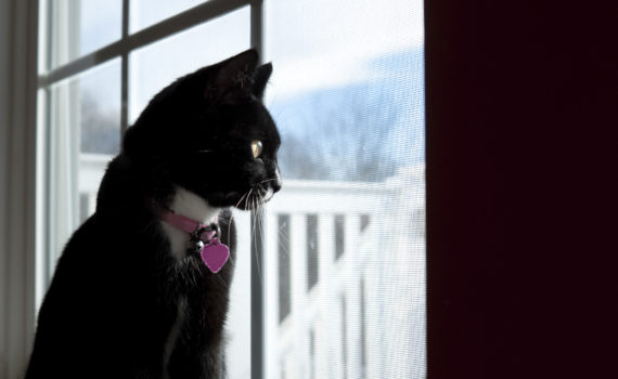 chat à la fenêtre