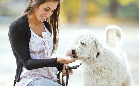 Hiérarchie chez le chien