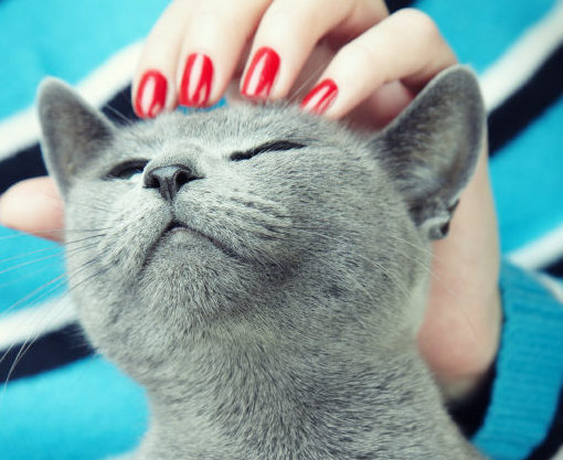 ronronnement_chat