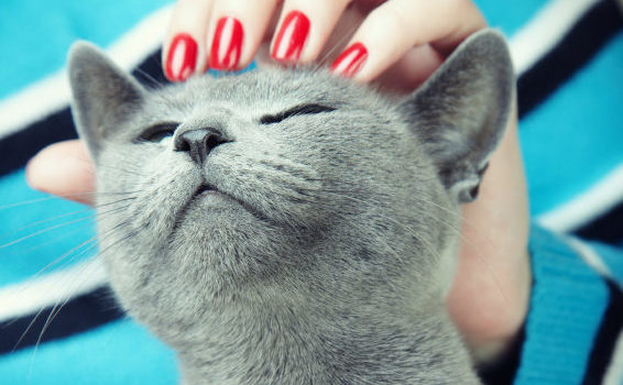 ronronnement_chat