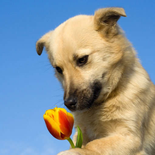 chien_fleur