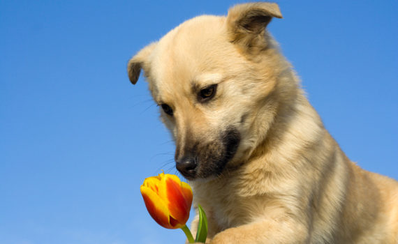chien_fleur
