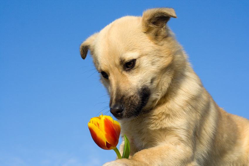 chien_fleur