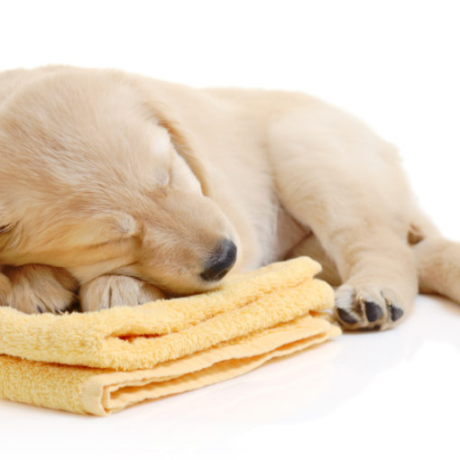 chien_serviette