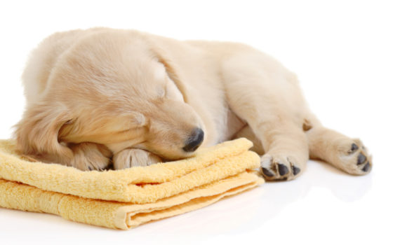chien_serviette
