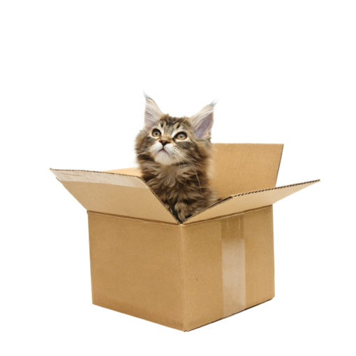 Quel chat pour quel maître ?