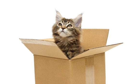 Quel chat pour quel maître ?