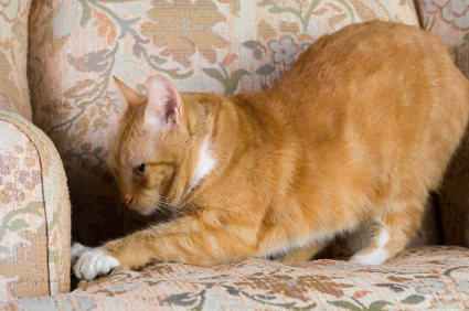 Chat fait ses griffes sur le canapé