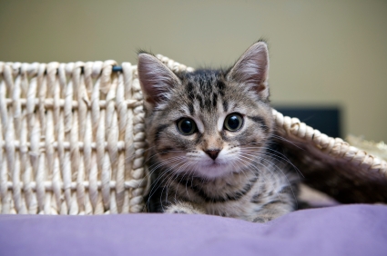 Petit chaton dans un panier
