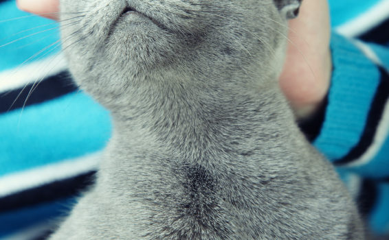 Des médecines alternatives pour les chats