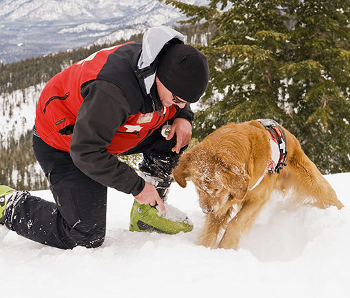 Un chien qui sauve des vies
