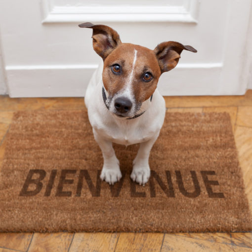 Un complice au quotidien