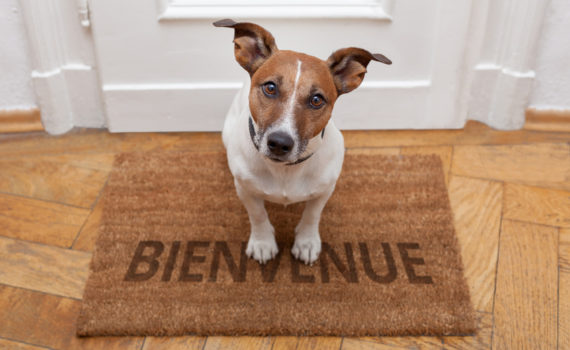 Un complice au quotidien