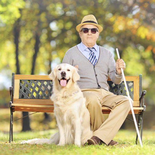Le chien guide est plus qu'un compagnon
