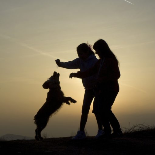 Le chien comme médiateur
