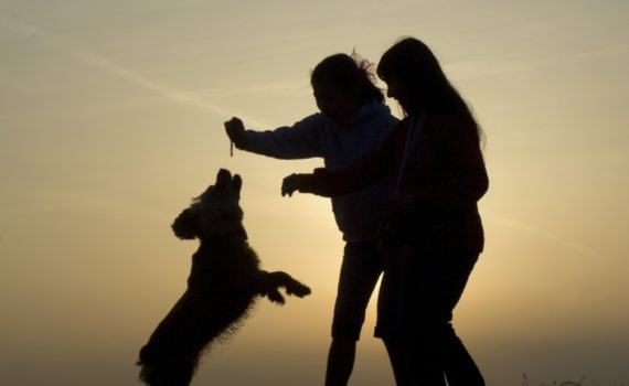 Le chien comme médiateur