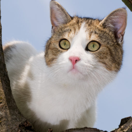 Chat dans un arbre
