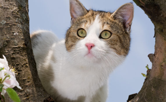 Chat dans un arbre