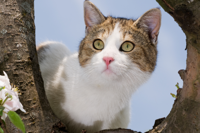 Chat dans un arbre