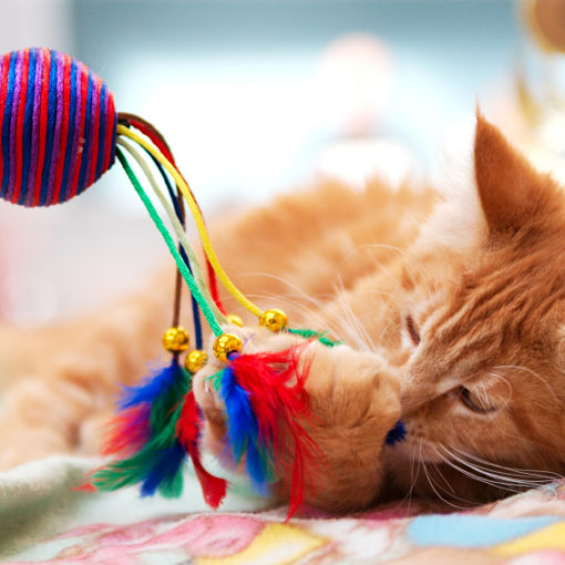 Jouet occupe et apaise le chat