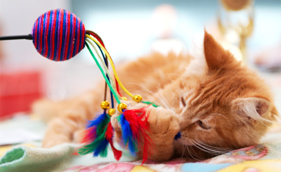 Jouet occupe et apaise le chat
