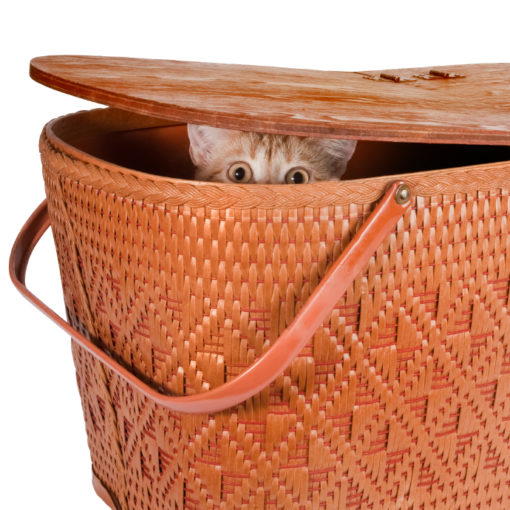 Proposez des cachettes à votre chat