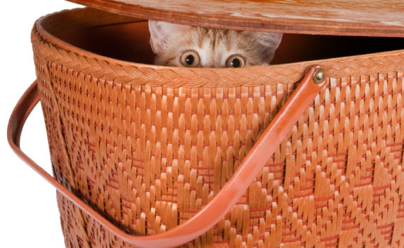 Proposez des cachettes à votre chat
