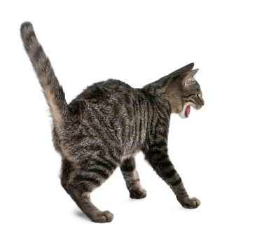 Le chat peut exprimer se peur de manière claire