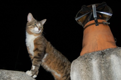 Chat sur un toit la nuit