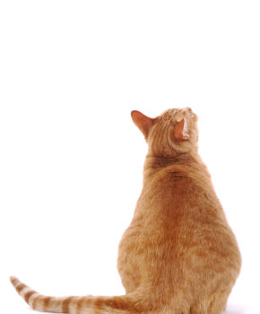 Estimez l'indice corporel de votre chat