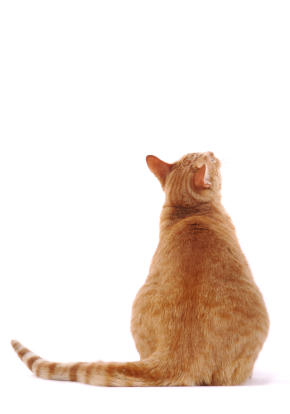 Estimez l'indice corporel de votre chat