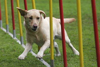 agility