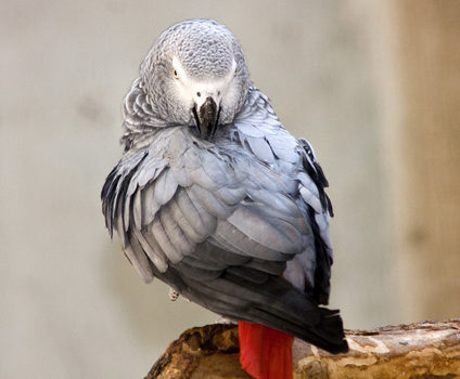 epilepsie de l'oiseau