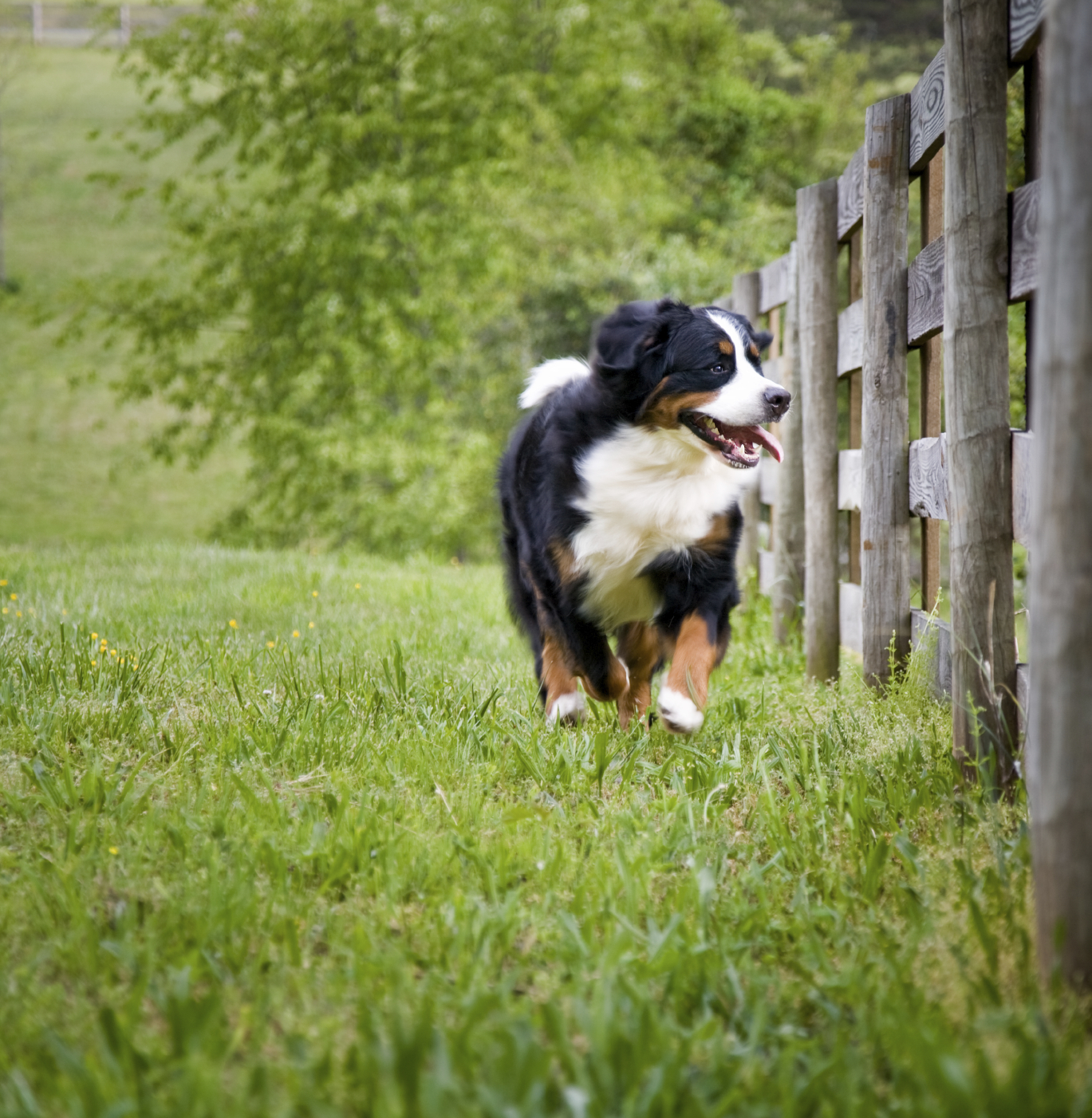 Anticiper une fugue de votre chien