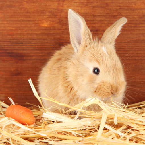 Lapin dans la paille