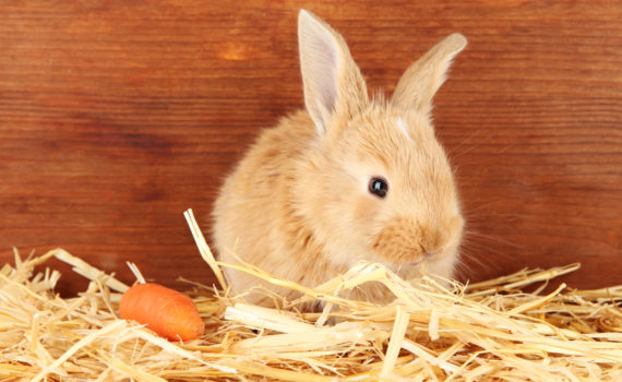 Lapin dans la paille