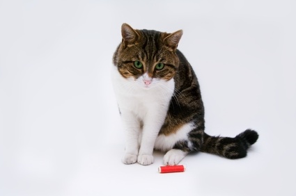 chat cystite