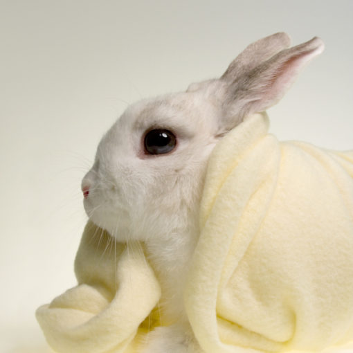 Lapin hygiène et soins