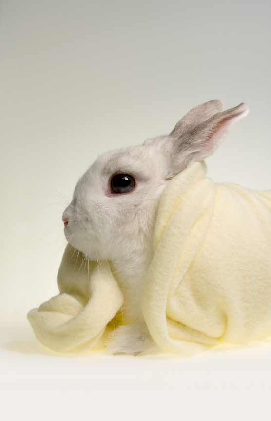 Lapin hygiène et soins