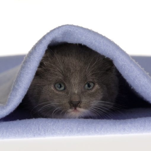 Chaton sous couverture