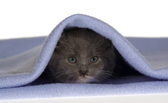 Chaton sous couverture
