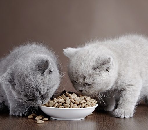 chatons sevrage croquettes