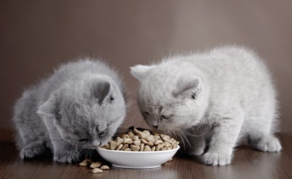 chatons sevrage croquettes