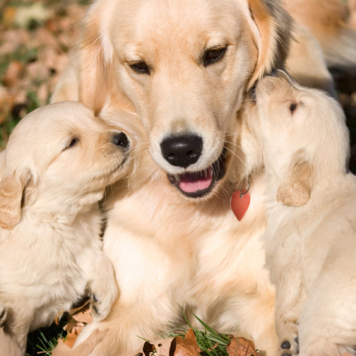 Chienne et ses chiots