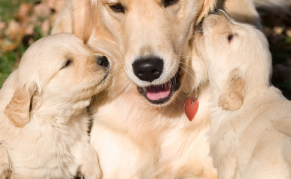 Chienne et ses chiots