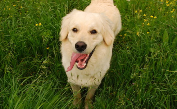 Que signifie l'ingestion d'herbe par le chien ?