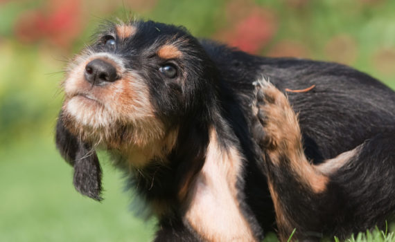 Démangeaisons du chien