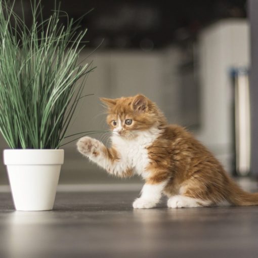 chaton dangers